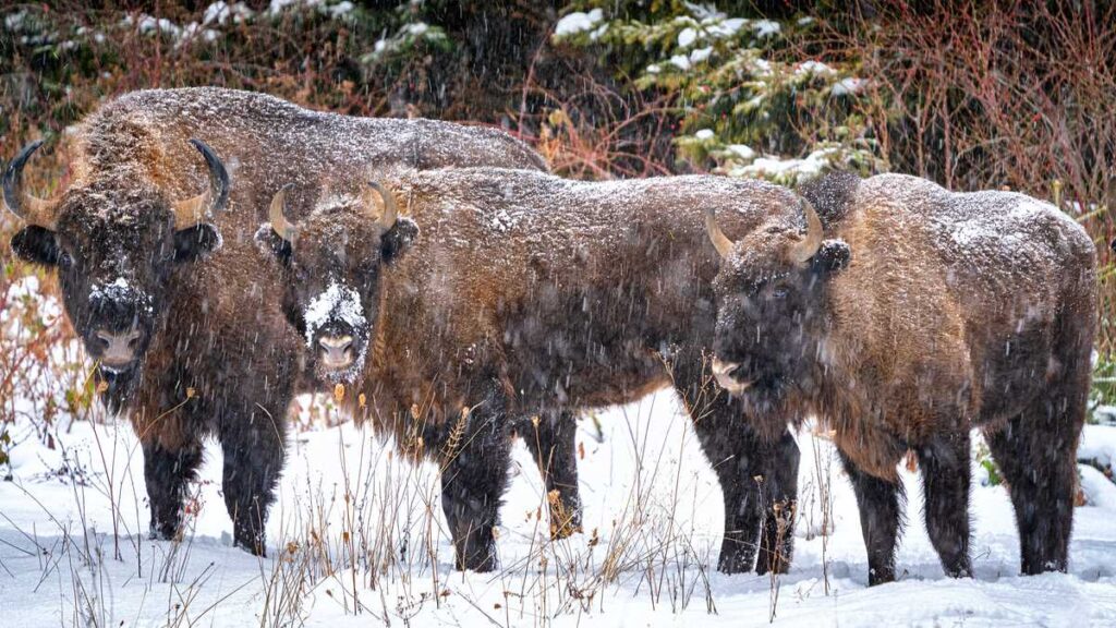Familie de zimbri la Vânători Neamț. FOTO Arhiva FIJET România