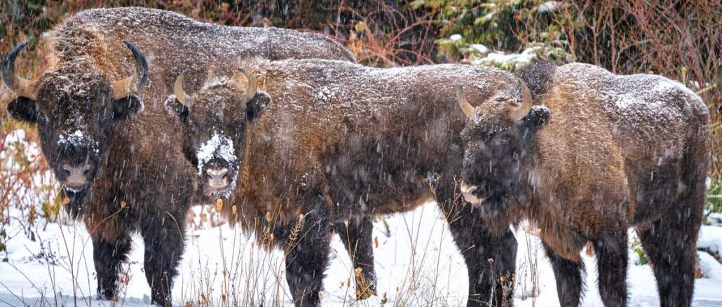 Familie de zimbri la Vânători Neamț. FOTO Arhiva FIJET România