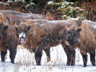 Familie de zimbri la Vânători Neamț. FOTO Arhiva FIJET România