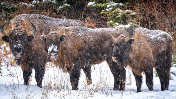 Familie de zimbri la Vânători Neamț. FOTO Arhiva FIJET România